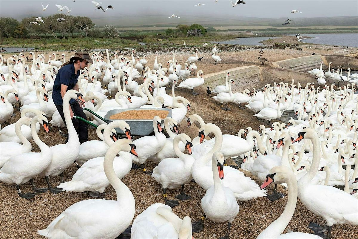 NEW Walking Among Swans: Abbotsbury & Weymouth Day Trip