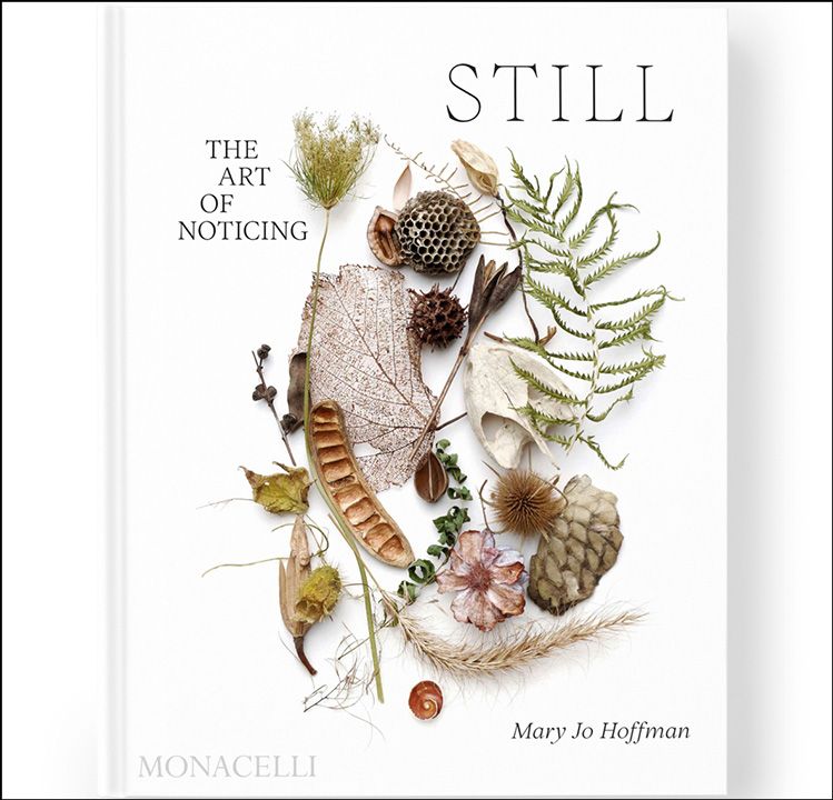 Still: The Art of Noticing by Mary Jo Hoffman