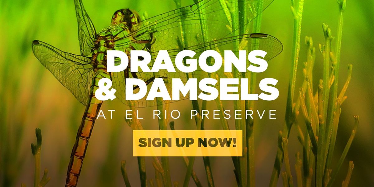 Dragons and Damsels of El Rio Preserve - July