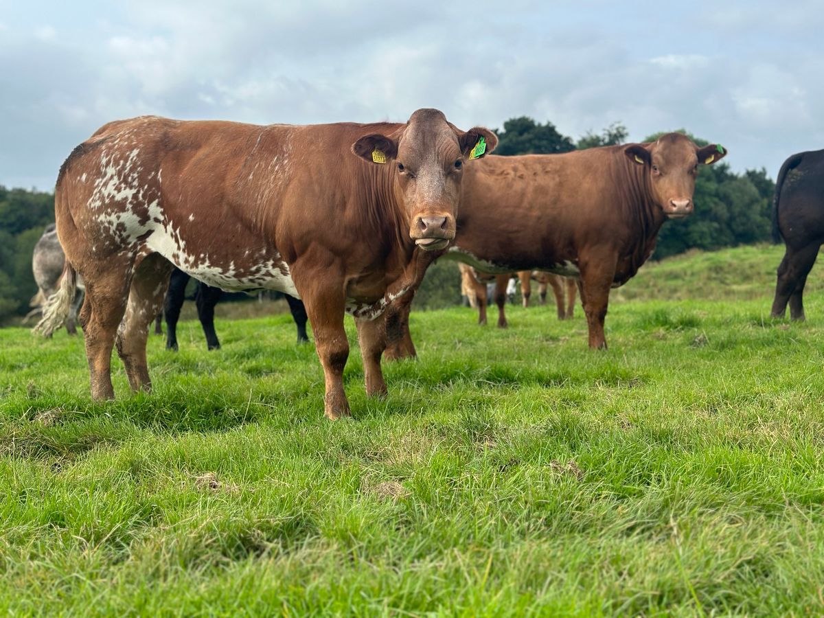 In-Calf Heifer Sale 