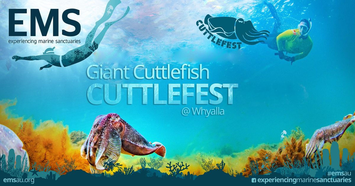 CuttleFest Extravaganza: Swim with GIANT Cuttlefish - Whyalla - July 2024