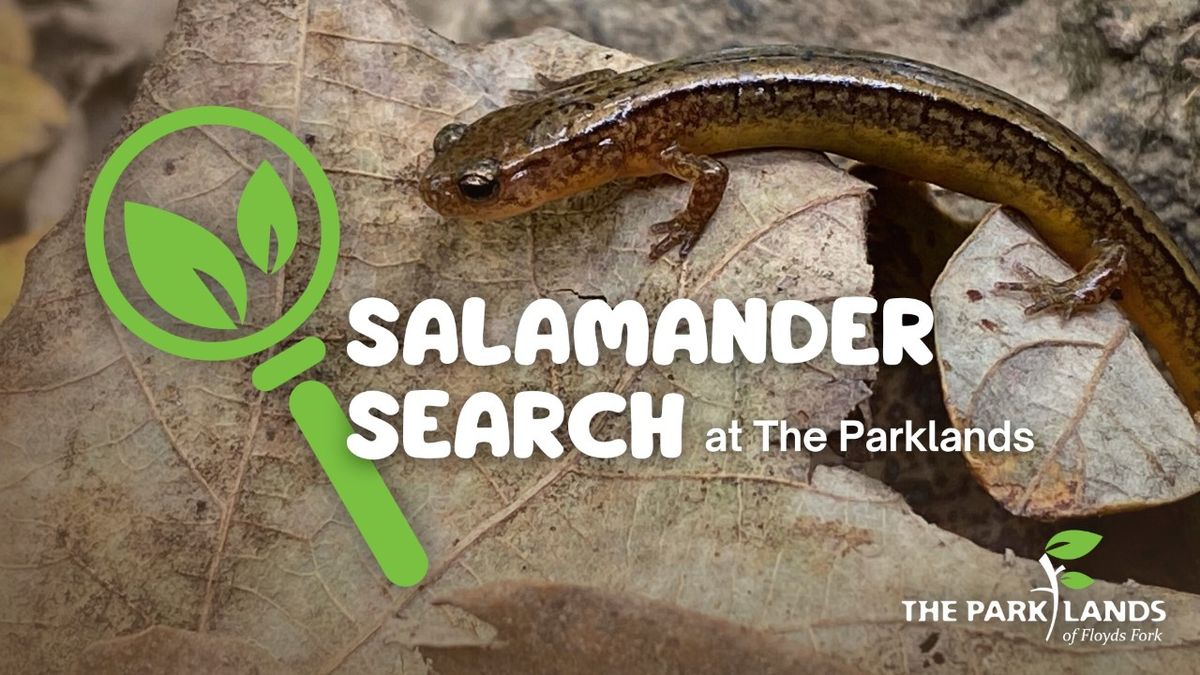 Salamander Night Hike