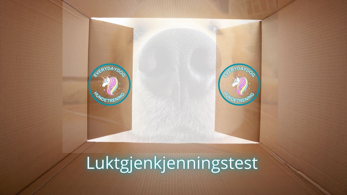 Luktgjenkjenningstest - alle lukter 