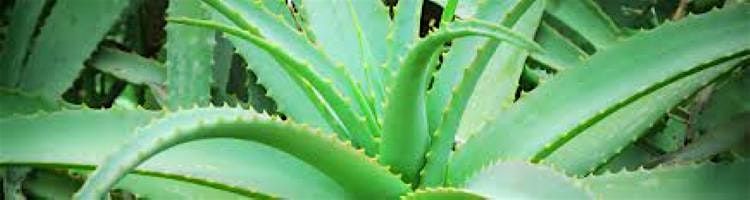 2\/28\/2026  All About Aloe Vera - The Plant
