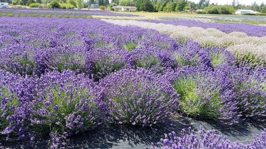 All About Lavender