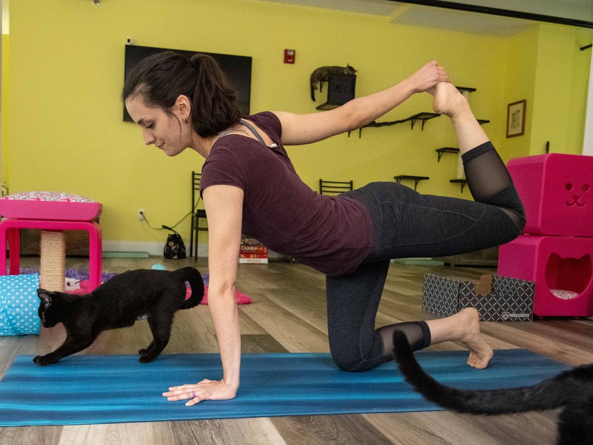 Yoga with Kitties