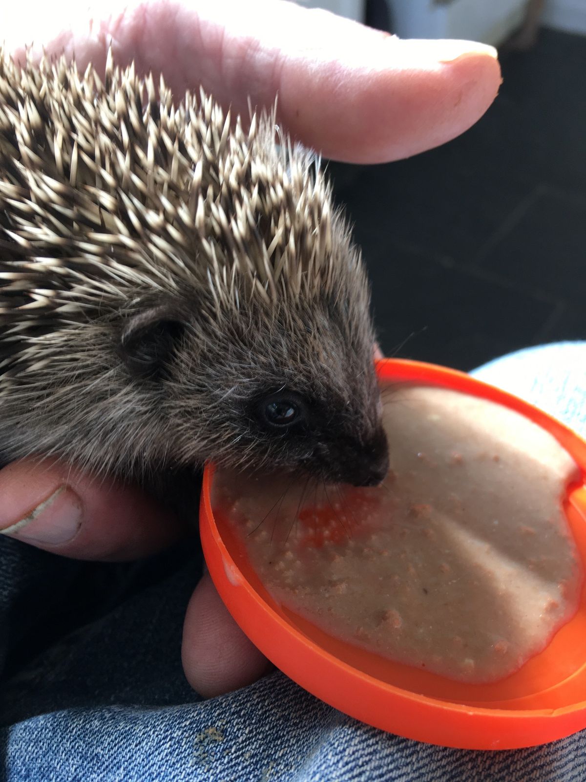 Mid Devon Hedgehog Meeting.