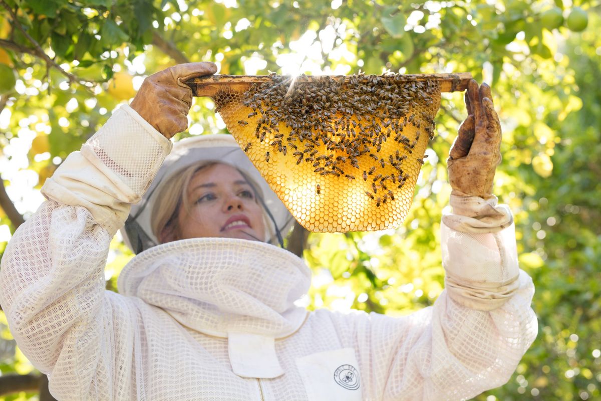 Intro to Beekeeping Class