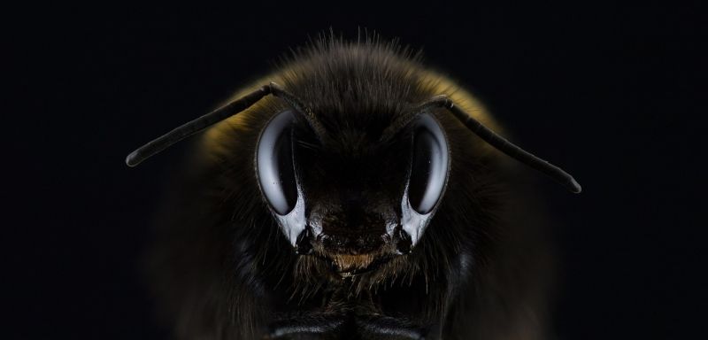 Wild Bees: Super-pollinators!
