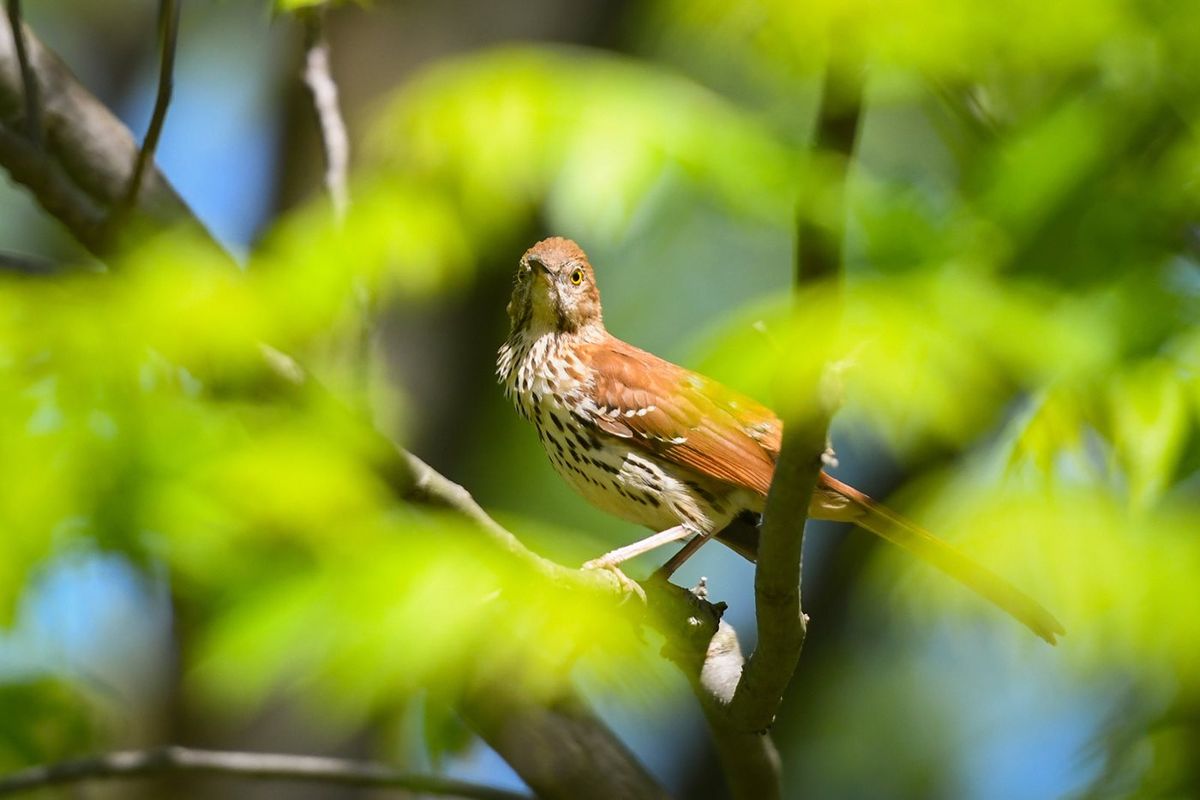 Afternoon with an Expert: Summer Birds of NE Ohio