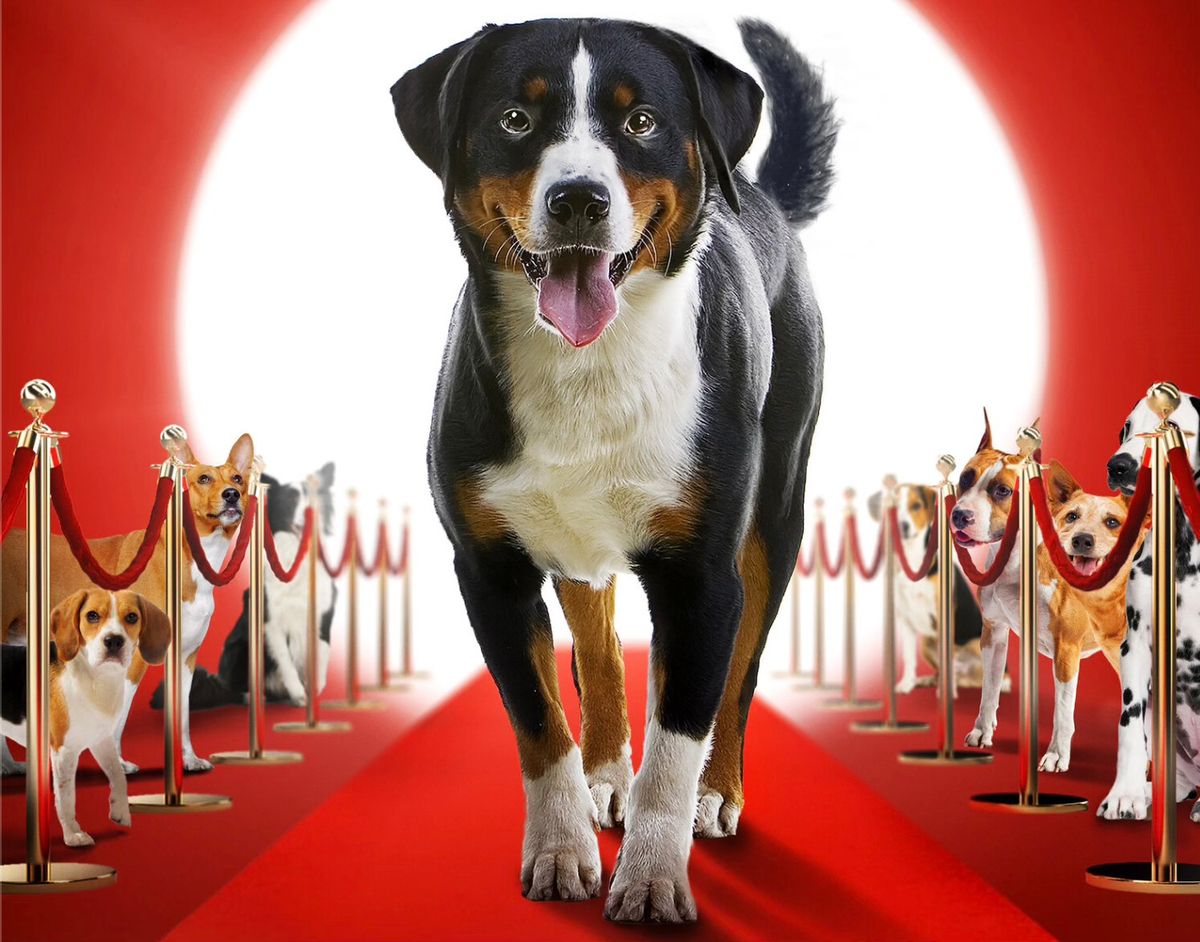 THE NEW YORK DOG FILM FESTIVAL (Touring)