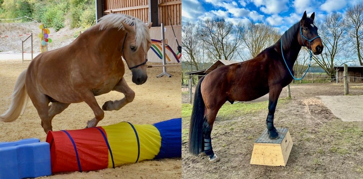 Koordination & Balance Training m.d. Schnuckenhof sowie Horse Agility-Einstieg in die Freiarbeit