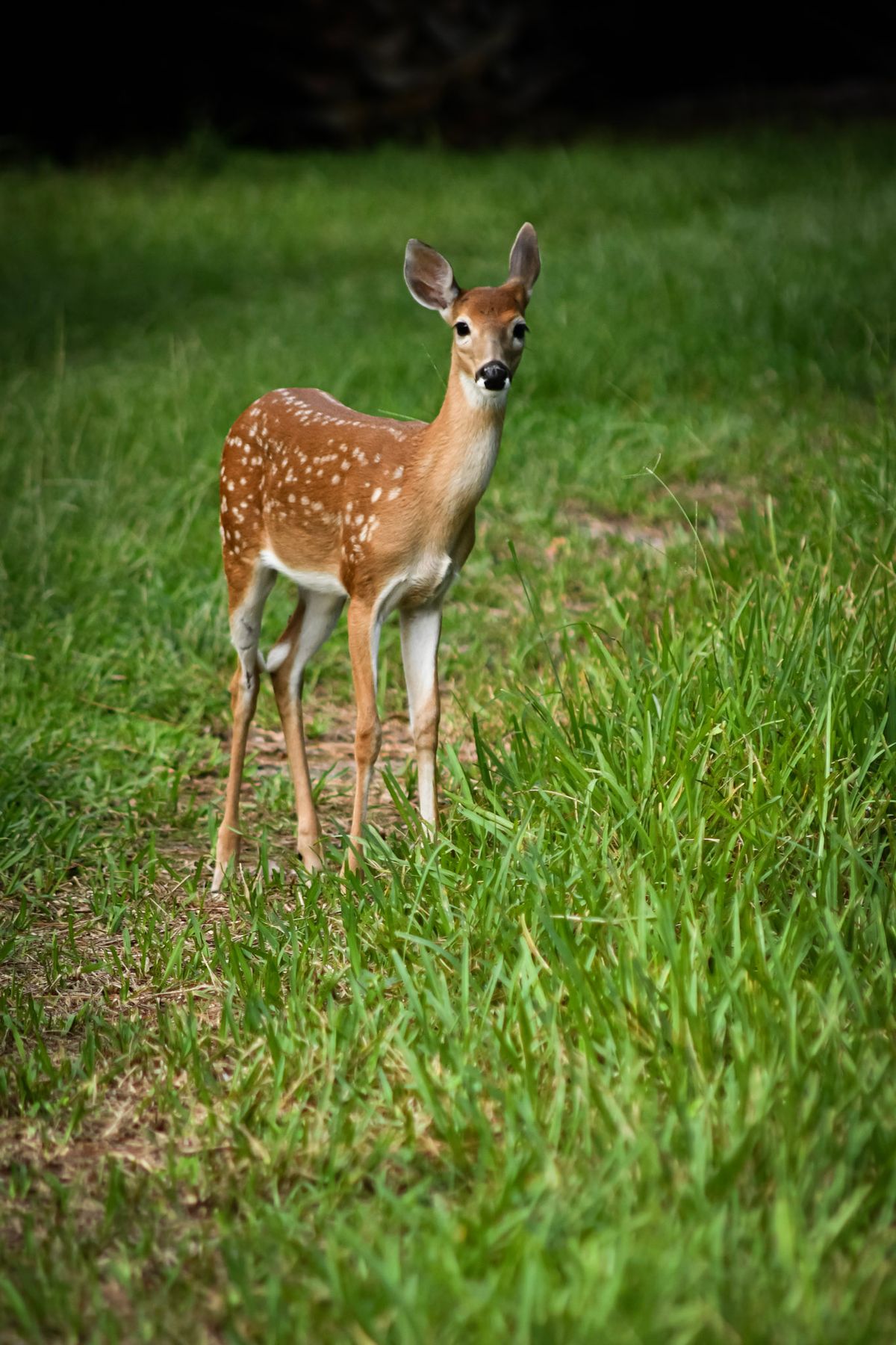 South Florida Animals - Delightful Deer