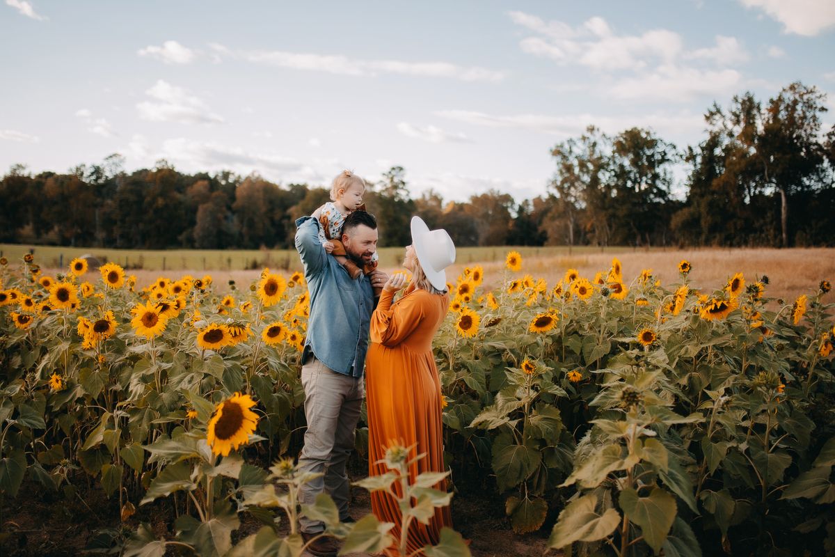 Sunflower Minis