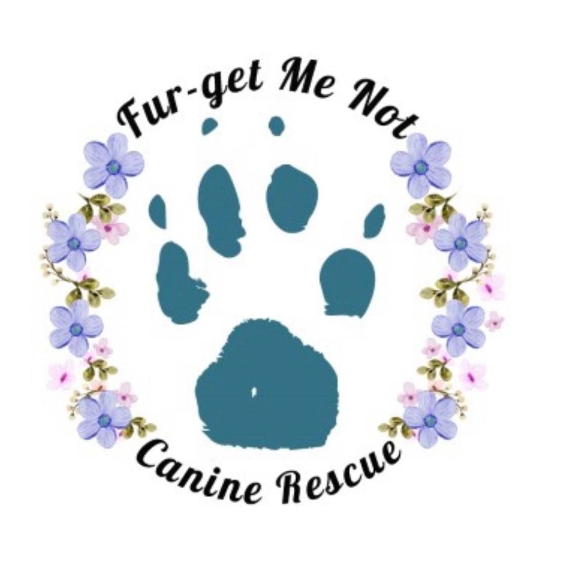 Meet Our Adoptable Canines