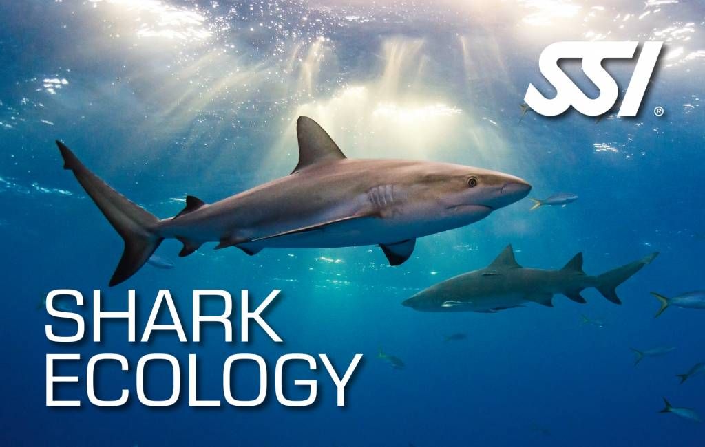 Shark Ecology Class (In-person or virtual)