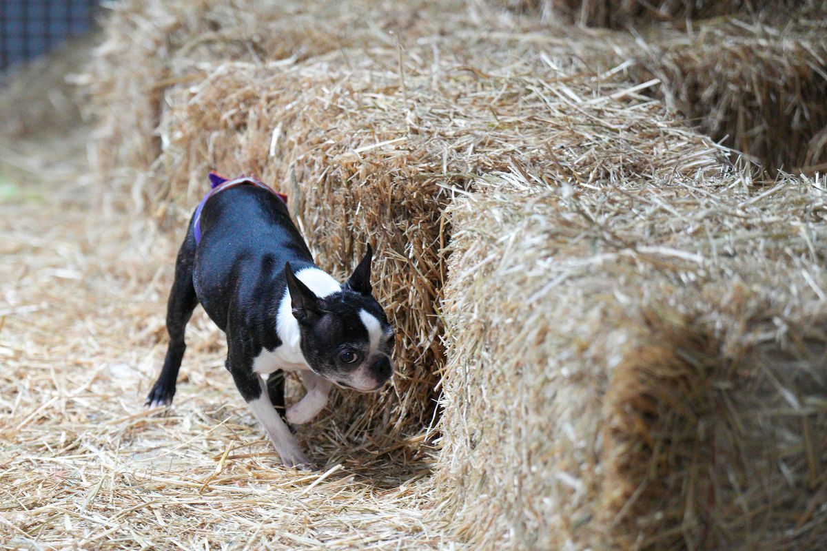 Easter Barn Hunt 2025