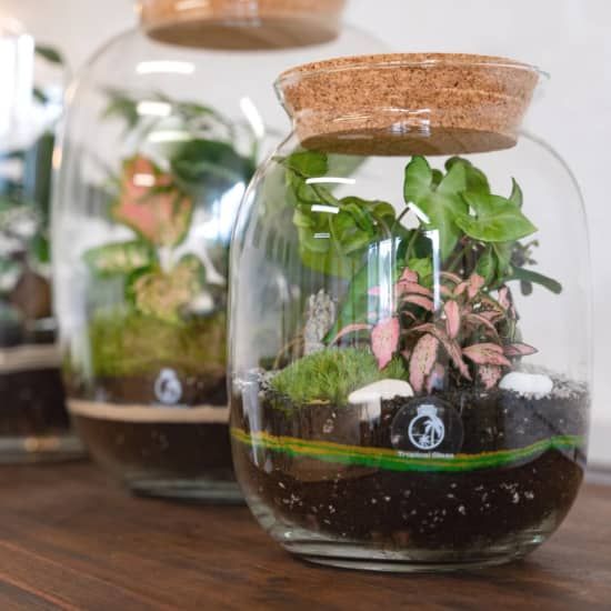 Terrarium Making Class \u2013 Relax, Plant & Create