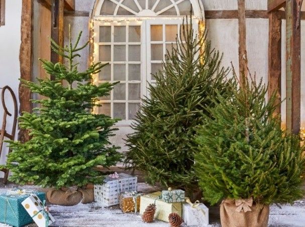 Vente de sapins de No\u00ebl