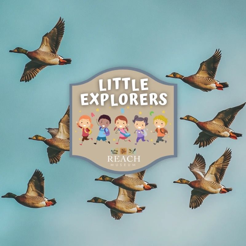 Little Explorers: Ducks Amok