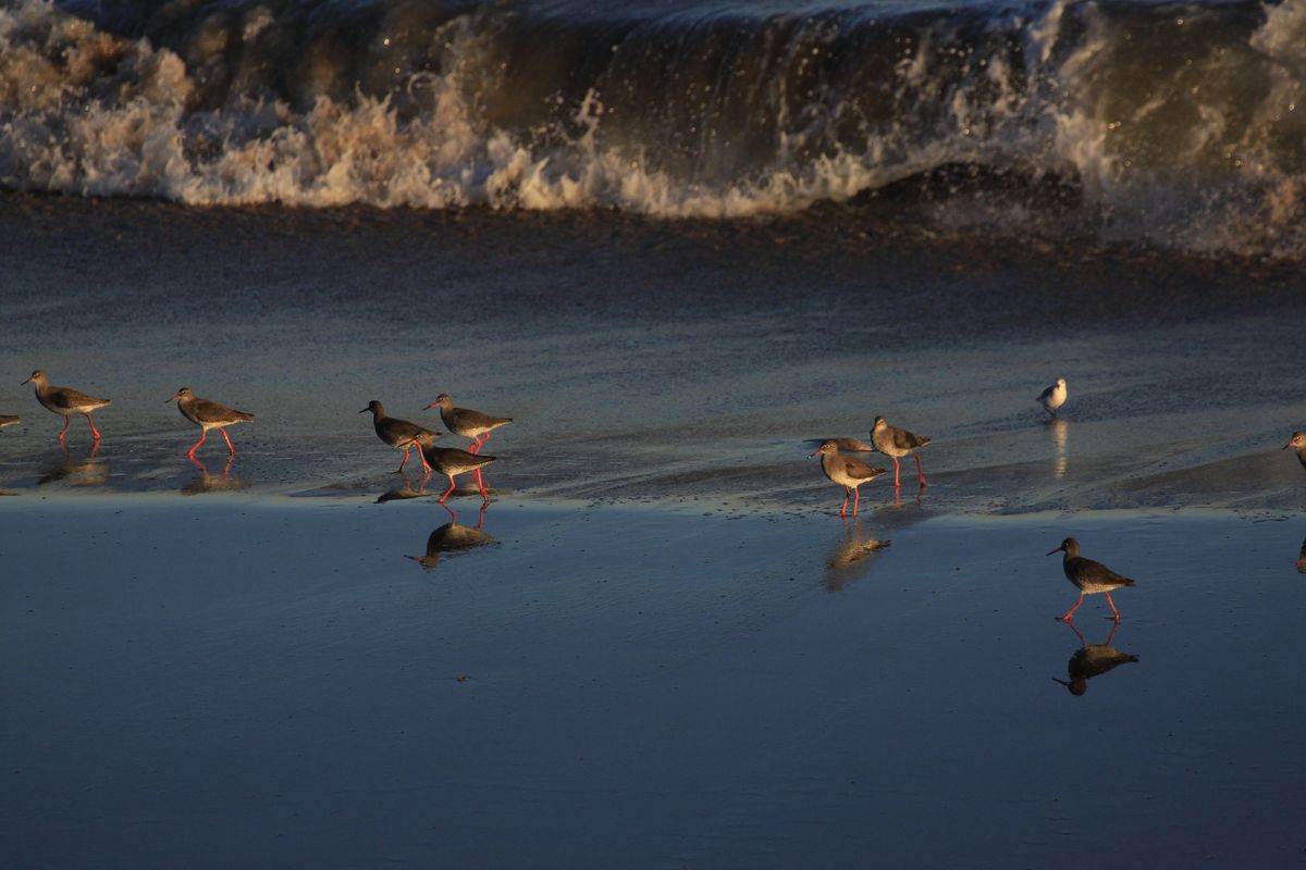 Guided Beginners Bird Walk 