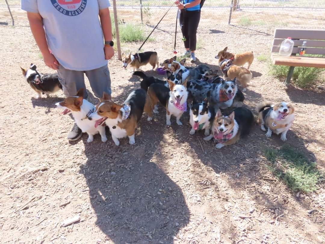 Corgi Meetup