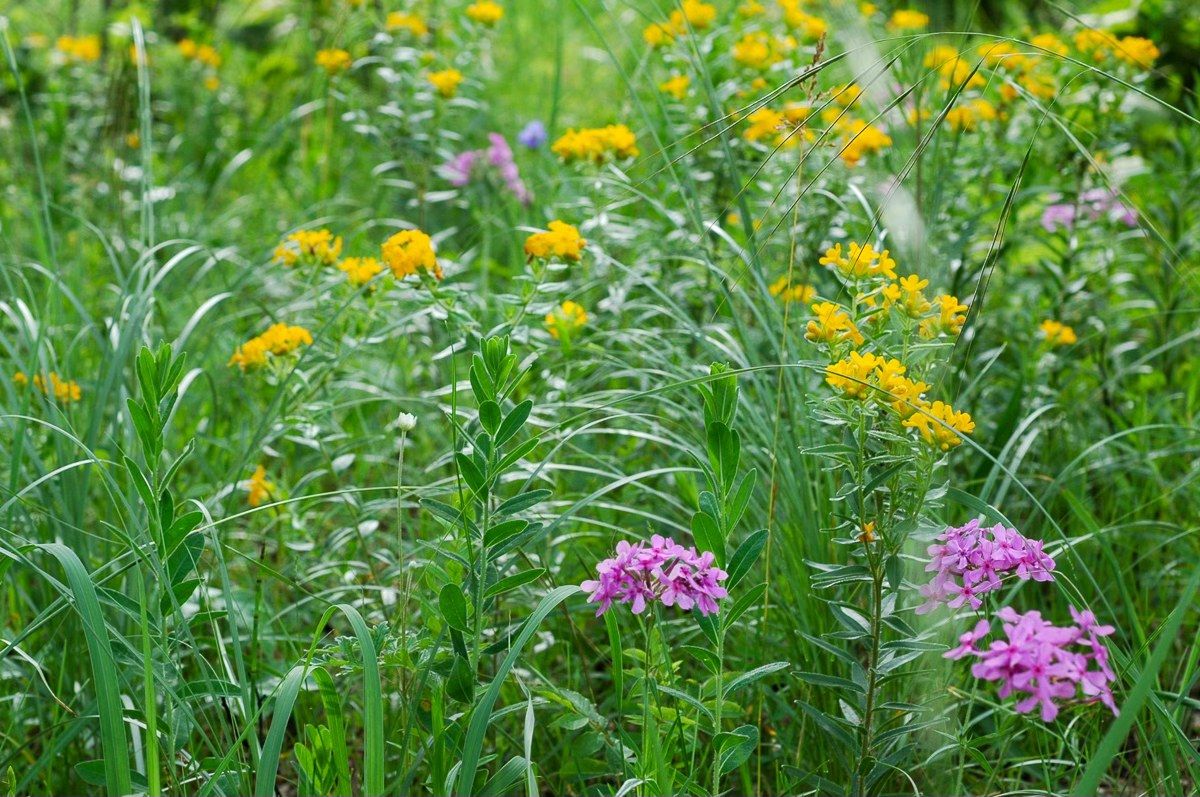 Spring Prairie Wildflowers at Pasque Flower Hill