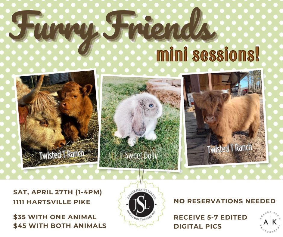 Spring Picture Mini Sessions with Furry Highland Calf or Adorable Bunny