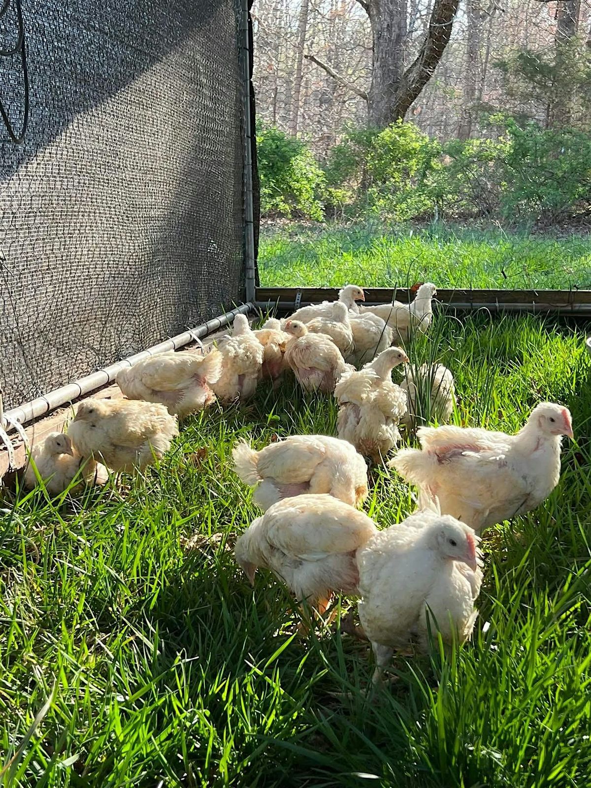 Davie County: Poultry Processing Workshop