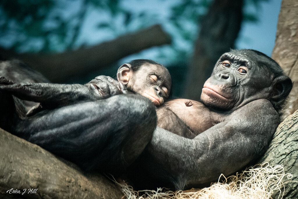 Barrows Lecture - Bonobos, Matriarchs & Community Conservation: Facing Challenges in Congo