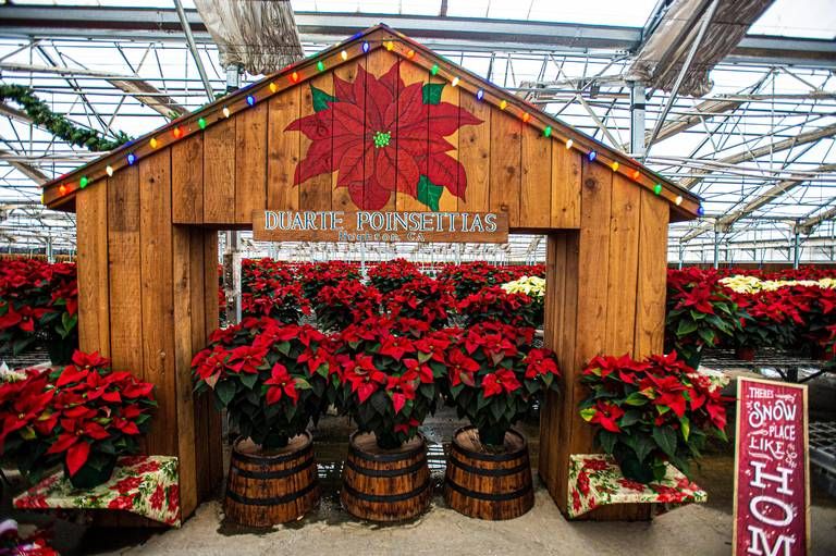 Duarte Poinsettias & Sciabica's Olive Oil