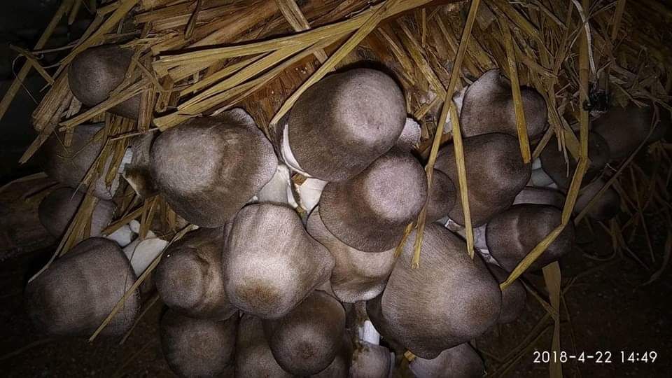 Mushroom Cultivation Training ( Paddy, Oyster & Button Mushroom)