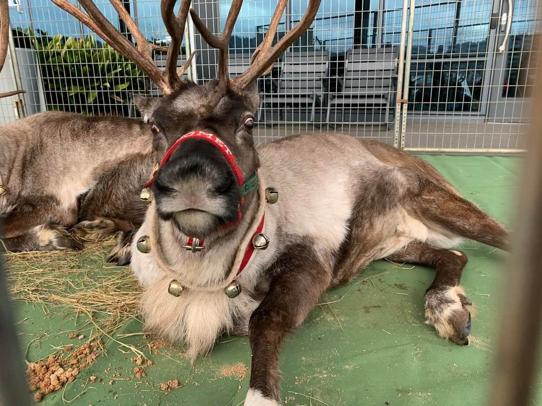 Come Meet Santa's Reindeer