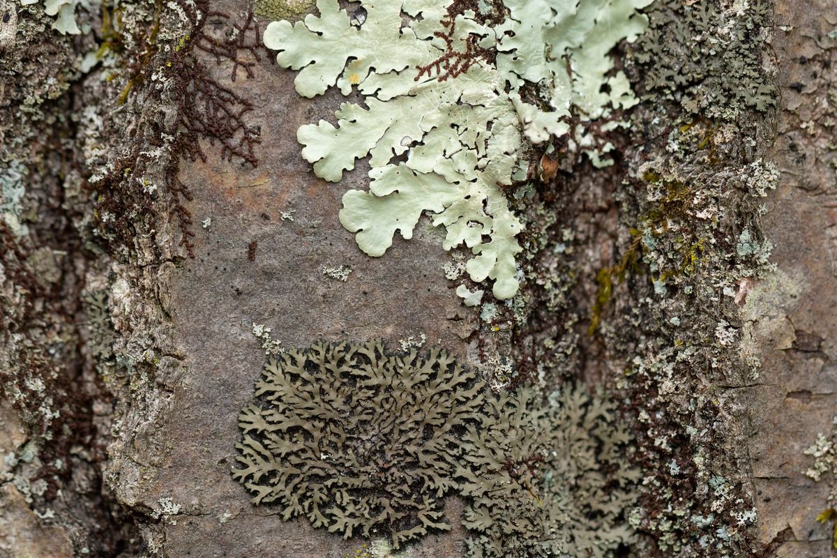 Lichens: An Introductory Hands-on Workshop