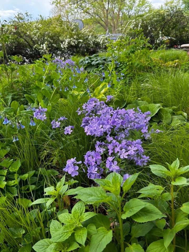 Native Gardens For Shady Spaces-Creating a Woodland Garden 