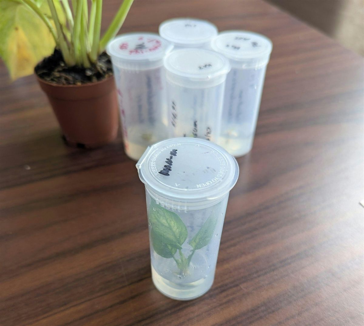 Plant Culture 101: Multiplication in Tissue Culture