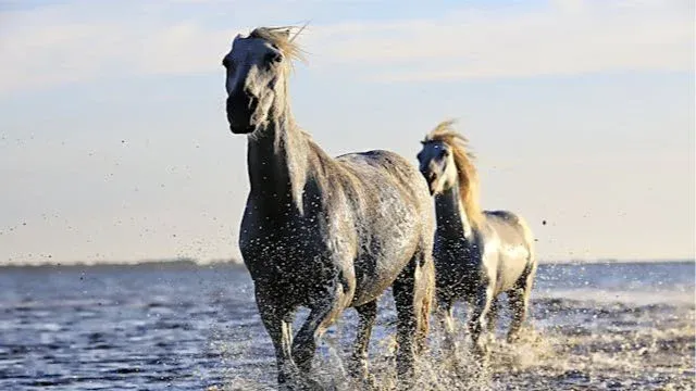 Searching For Salt River Horses