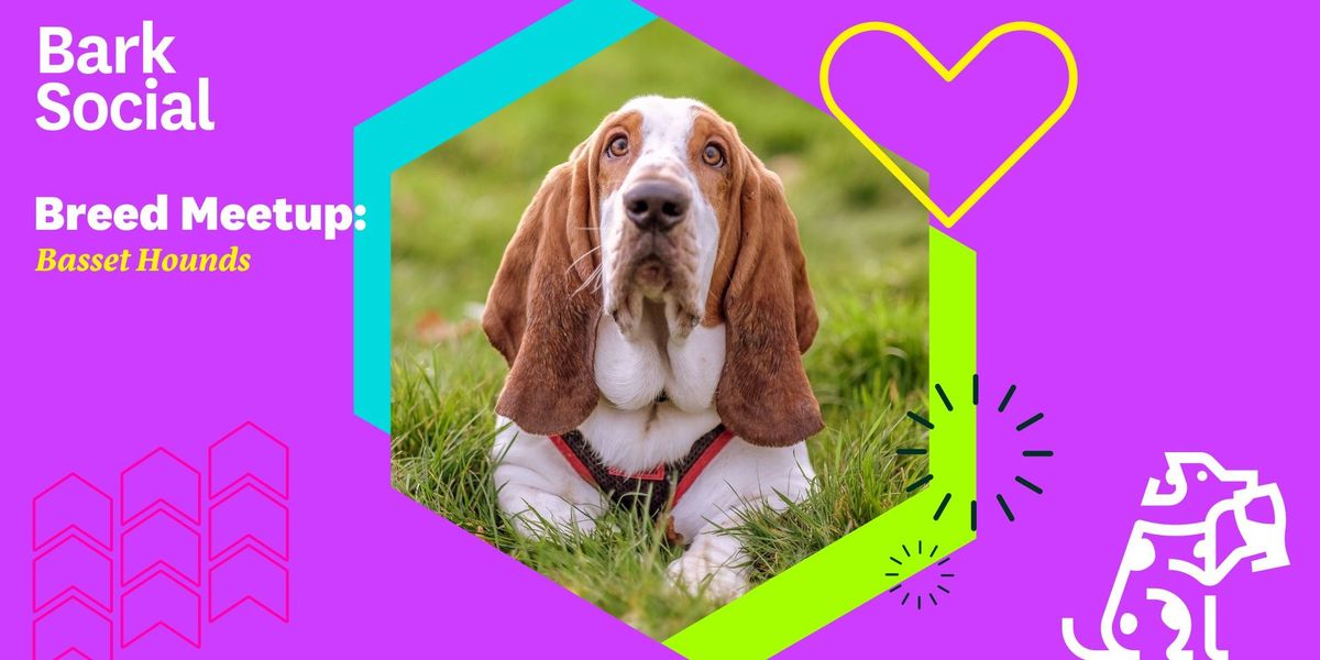 Breed Meetup: Basset Hounds!