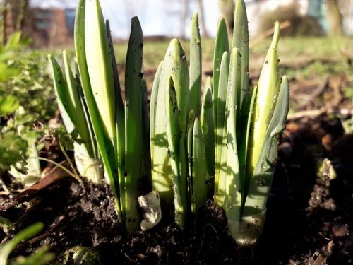 Spring Equinox Yoga