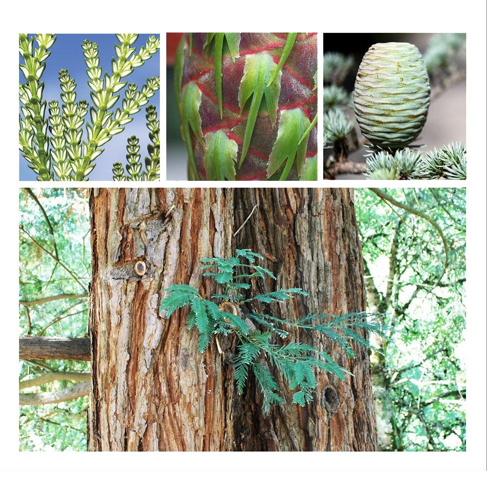 Lecture Series: Characteristics and Natural History of Conifers in the Pine Family, Elizabeth Price 