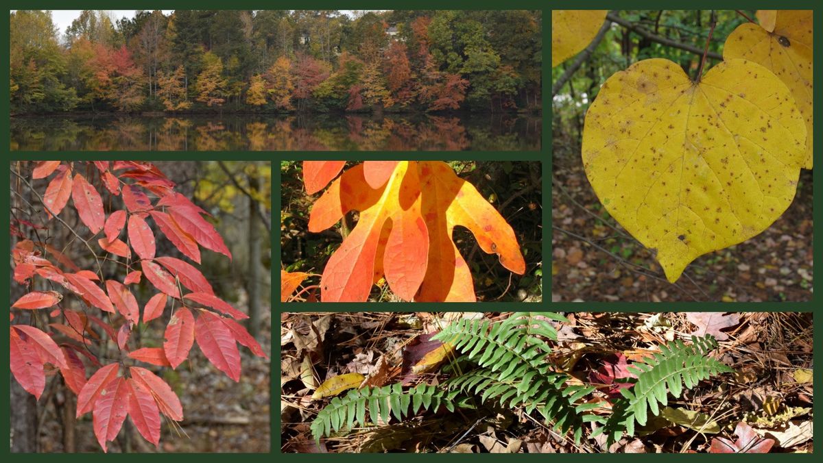 Trout Lily Creek Loop Trail Hike