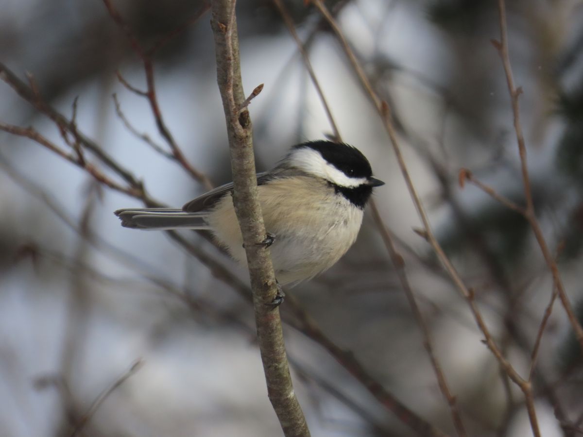 Desbarats Christmas Bird Count