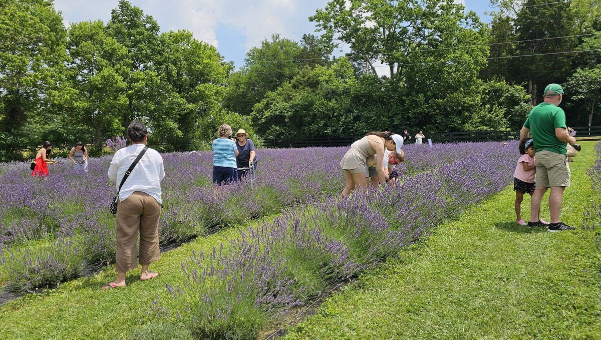 Annual Mom-Mom's English Lavender & Crafts Festival June 7, 2025