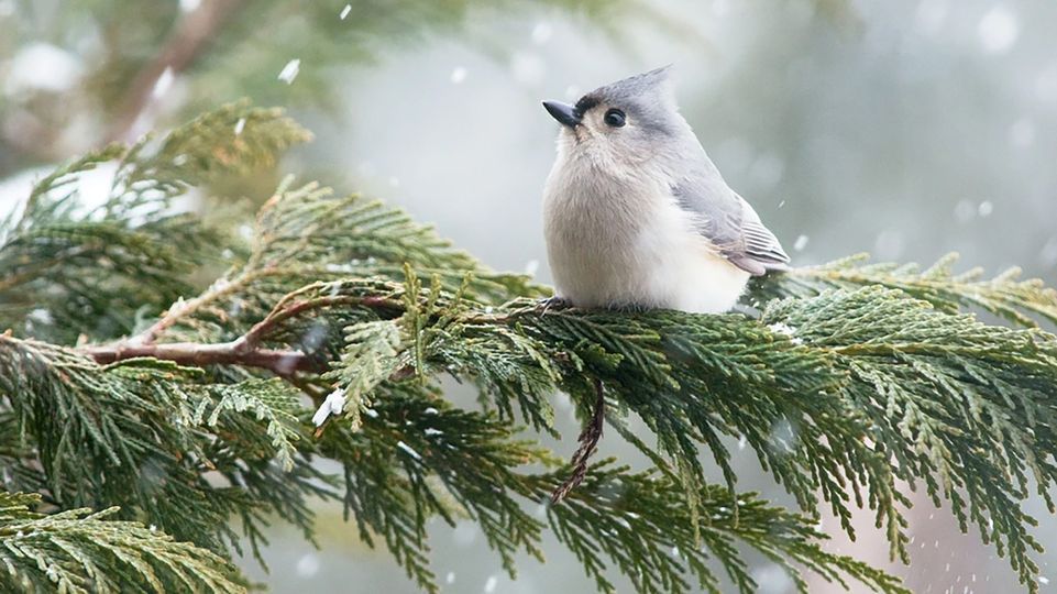 124th Annual Christmas Bird Count