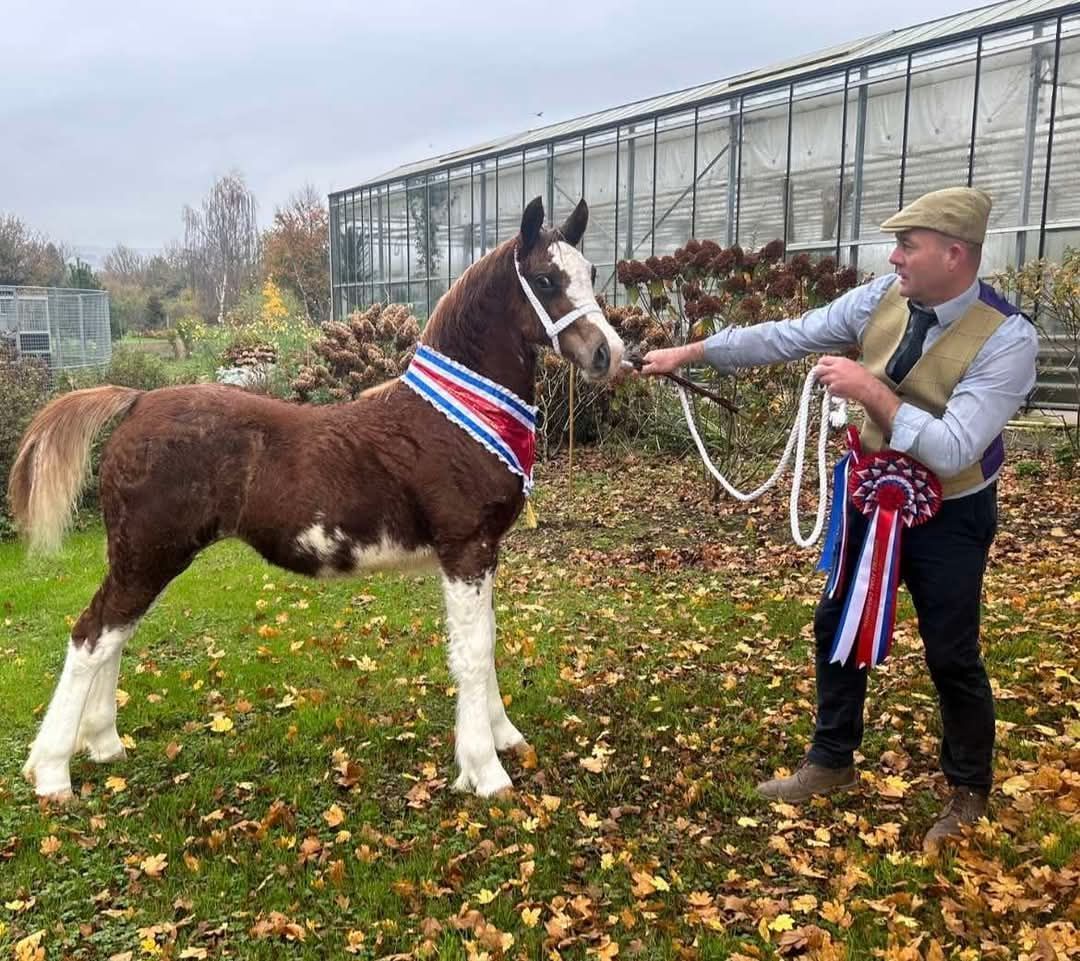 Glamorgan WPCA Foal & Youngstock Show 2025