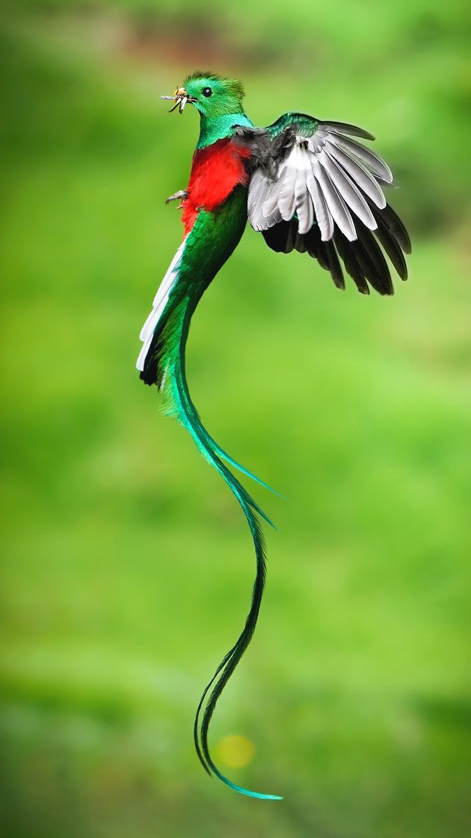 Quetzal