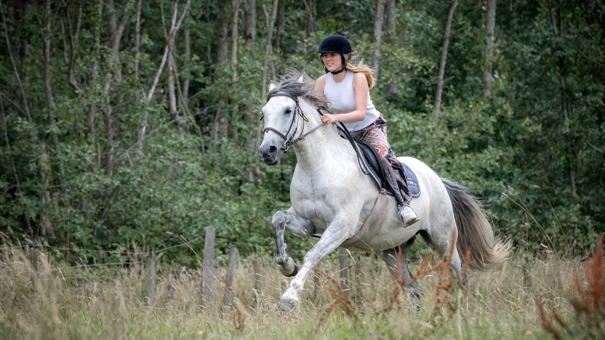 Formation \u00e0 la photographie de chevaux dans l'action