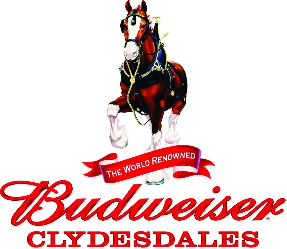 The Budweiser Clydesdales