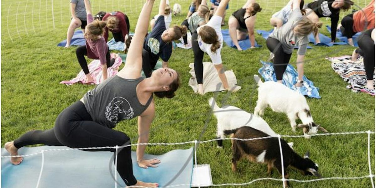 Goat Yoga @Willoughby Farm  Fall Day- Collinsville, Illinois