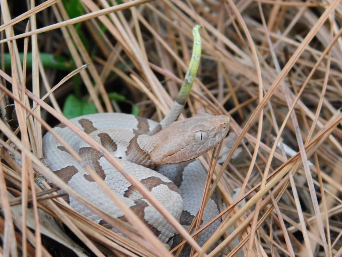 Level 1 Venomous Handling Certification Course - Kalamazoo, MI